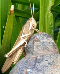 Schistocerca flavofasciata