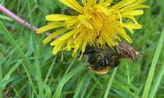 Bombus terrestris