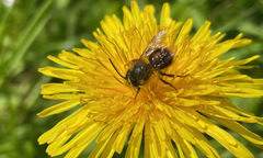 Osmia bicornis