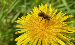 Osmia bicornis