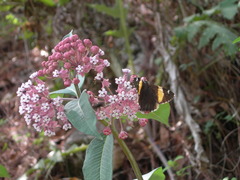 Asclepias pellucida
