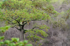 Ceiba trischistandra