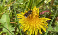 Osmia bicornis