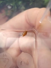 Thamnotettix exemtus