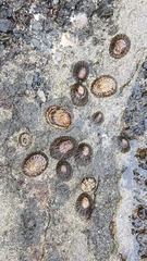 Cellana denticulata