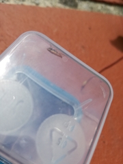 Thamnotettix exemtus