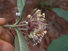 Asclepias pellucida