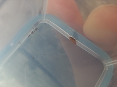 Thamnotettix exemtus