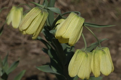 Fritillaria pallidiflora