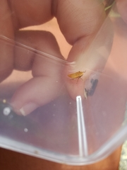 Thamnotettix exemtus