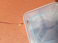 Thamnotettix exemtus