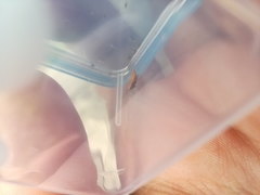 Thamnotettix exemtus