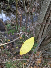 Salix × reichardtii