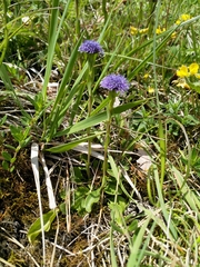 Globularia bisnagarica