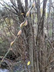 Salix × reichardtii