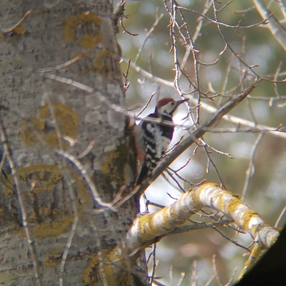 White-backed Woodpecker