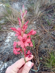 Tritoniopsis pulchra