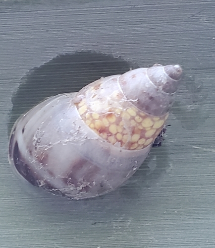 Bulimulidae image