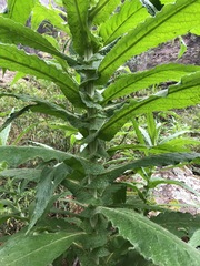 Calomeria amaranthoides