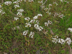 Valerianella longiflora