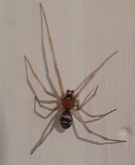 Steatoda grossa