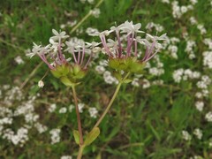Valerianella longiflora