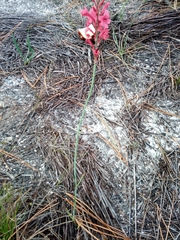 Tritoniopsis pulchra