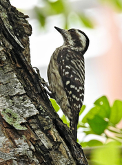 Yungipicus moluccensis