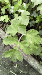 Heracleum sphondylium