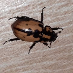 Cyclocephala mafaffa