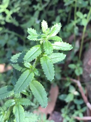 Gonocarpus longifolius