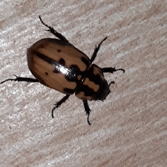 Cyclocephala mafaffa