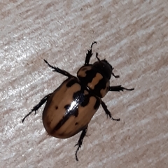 Cyclocephala mafaffa