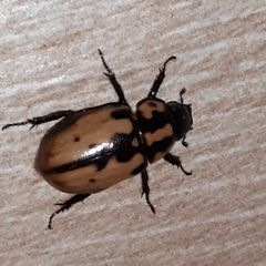 Cyclocephala mafaffa