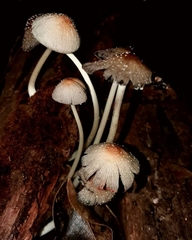 Fungi