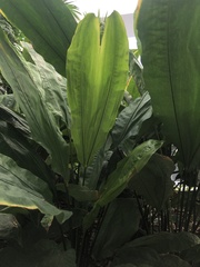 Cyclanthus bipartitus