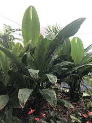 Cyclanthus bipartitus