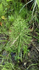 Equisetum arvense