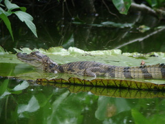 Caiman crocodilus