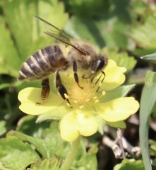 Apis cerana japonica