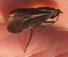 Oligostomis ocelligera