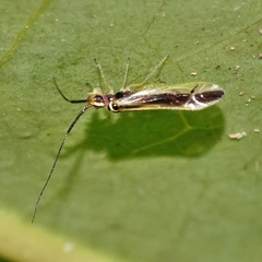 Aphyopsocus prolixus