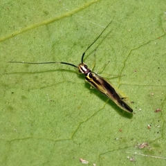 Aphyopsocus prolixus