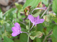 Siphonoglossa ramosa