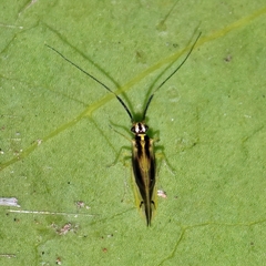 Aphyopsocus prolixus