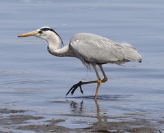 Ardea cinerea