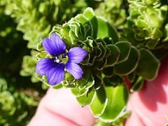 Veronica benthamii