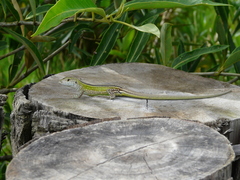 Cnemidophorus lemniscatus