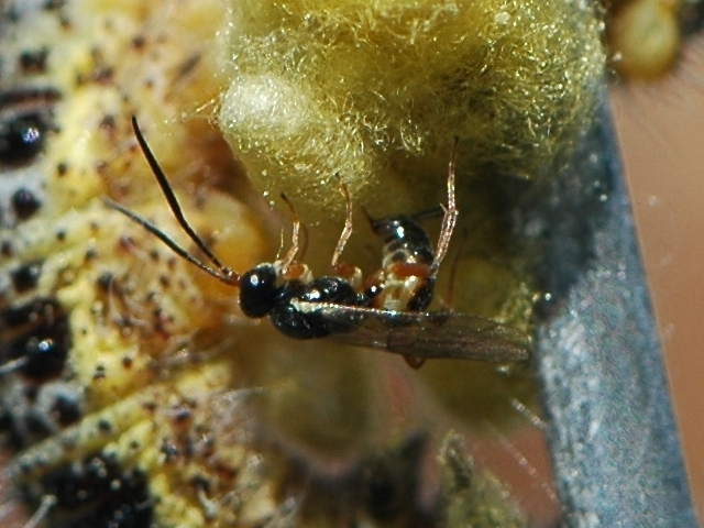 Lysibia nanus