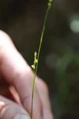 Carex alba